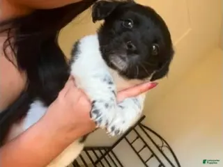 Rat Terrier dogs Rat Terrier Puppy 2 - Ad 2