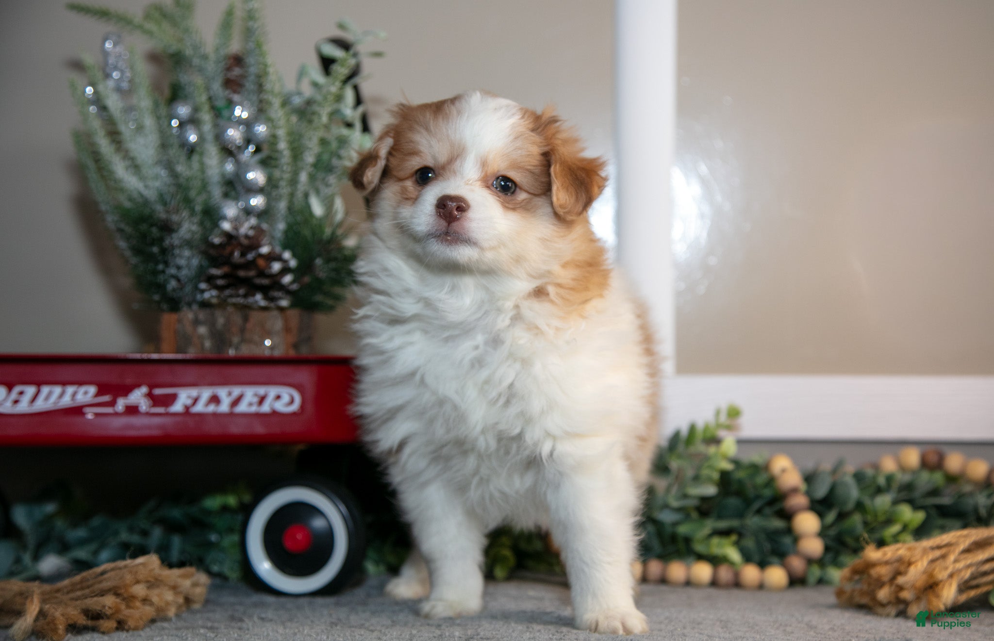 Pomapoo dogs Madi - Ad 2