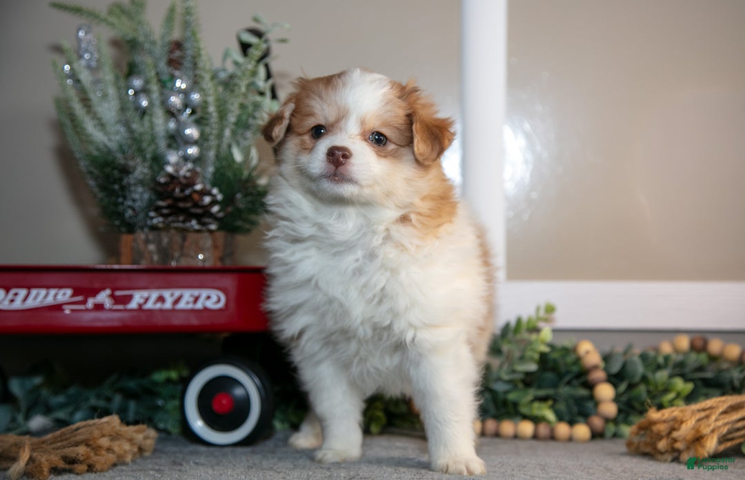 Pomapoo dogs for sale: Madi - Ad 2