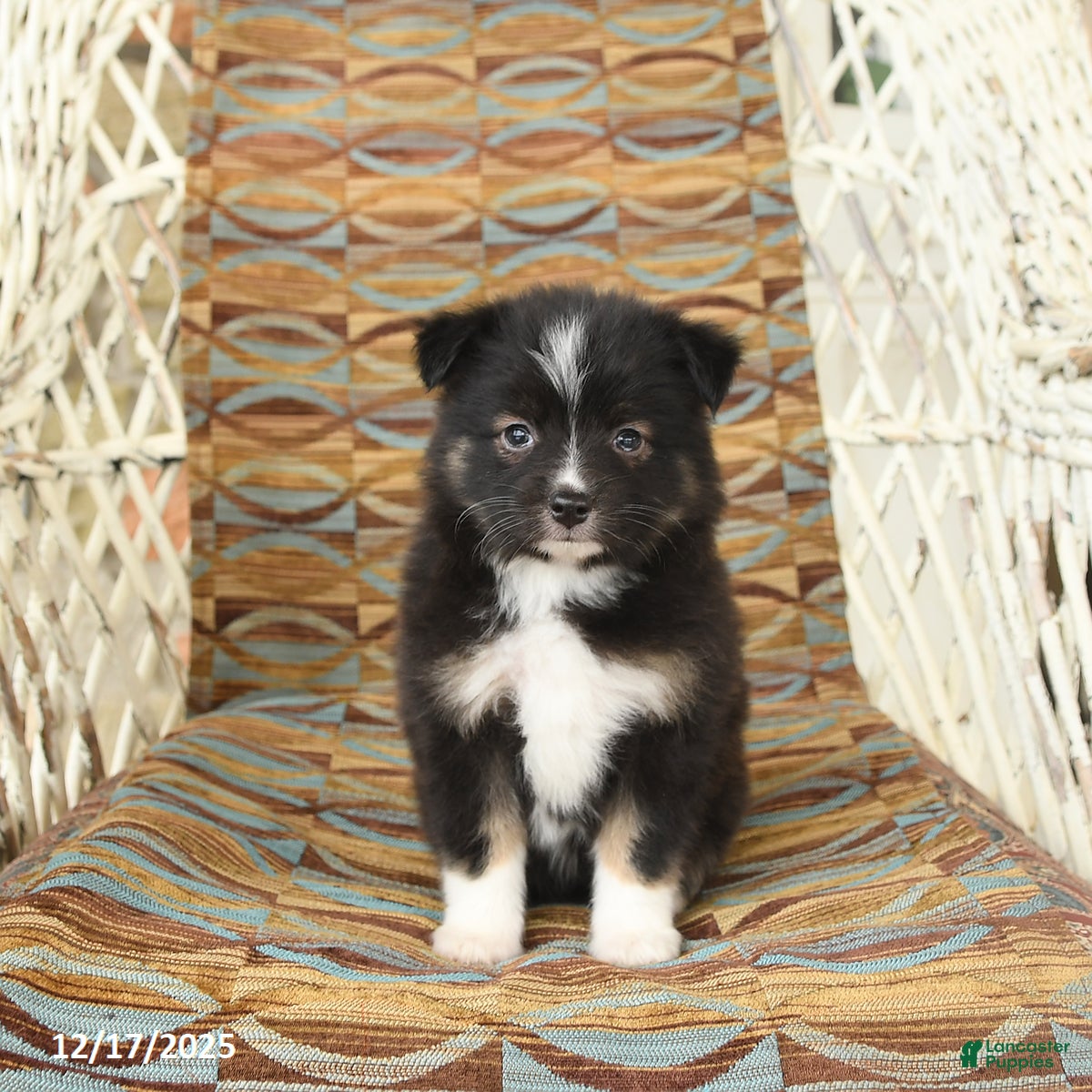 Toy Australian Shepherd dogs Chloe - Ad 8