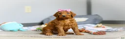 Goldendoodle dogs for sale: Maple F1b - Ad 5