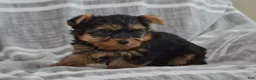 Yorkshire Terrier dogs for sale: Jack - Ad 4