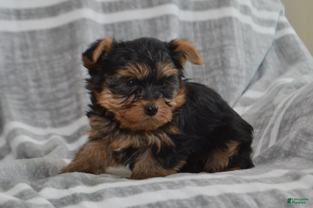 Yorkshire Terrier dogs for sale: Jack - Ad 4