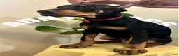 Doberman Pinscher dogs for sale: Doberman Pinscher Male  - Ad 1