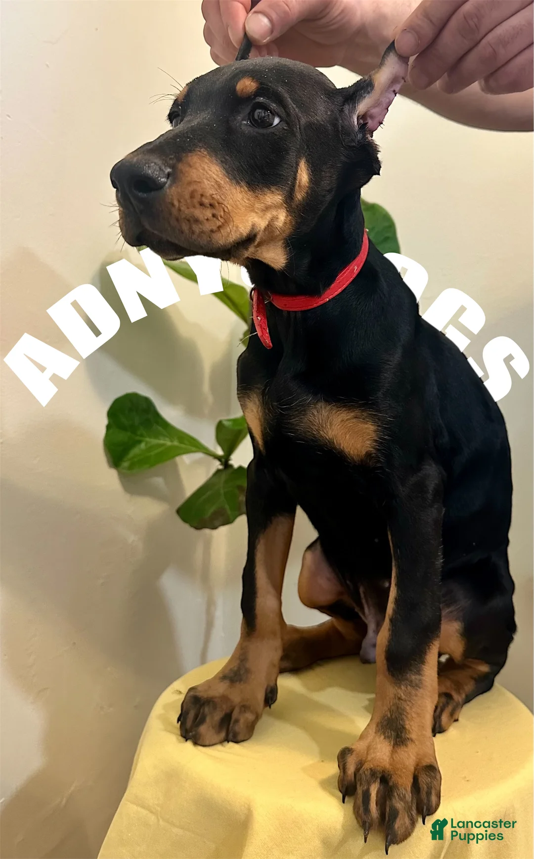 Doberman Pinscher dogs for sale: Doberman Pinscher Male  - Ad 1