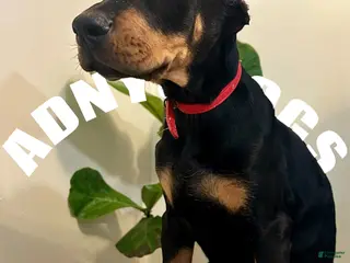 Doberman Pinscher dogs Doberman Pinscher Male - Ad 36