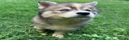 Siberian Husky dogs for sale: RUBY - Ad 7