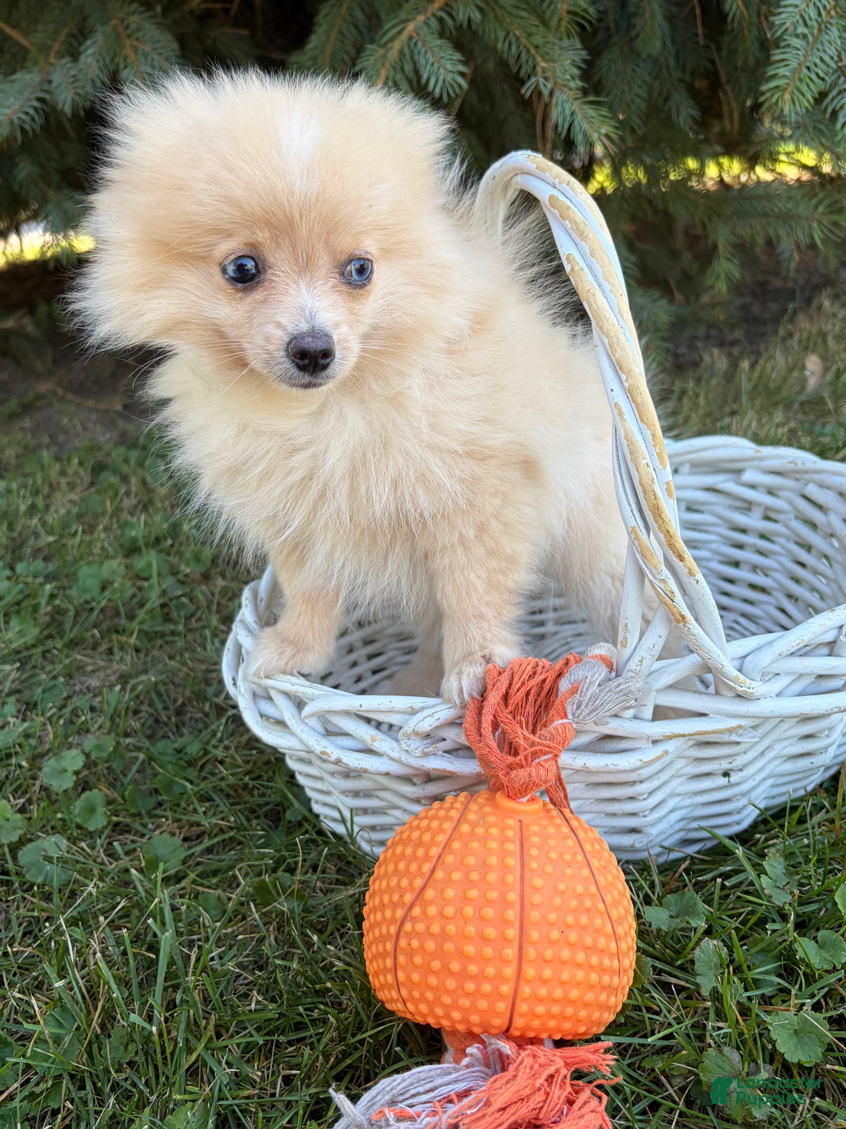 Pomeranian dogs Foxy - Ad 2