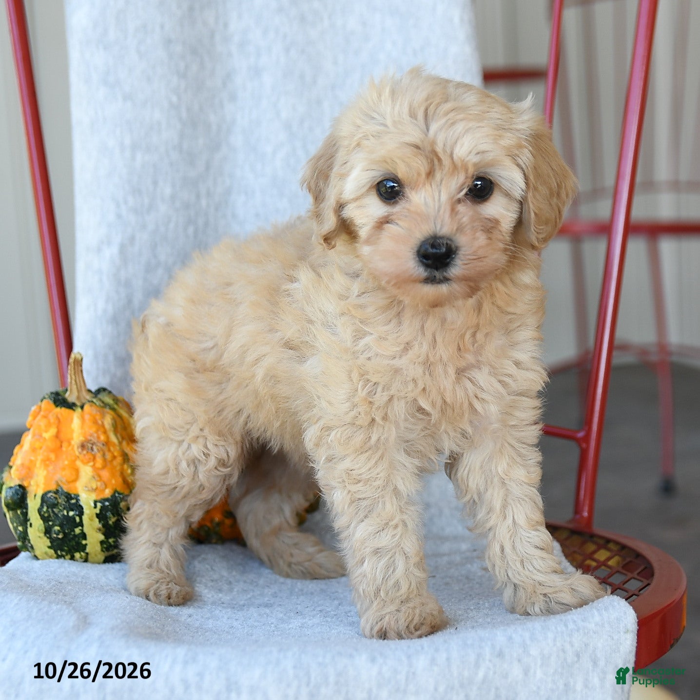 Cockapoo dogs for sale: Daisy - Ad 2