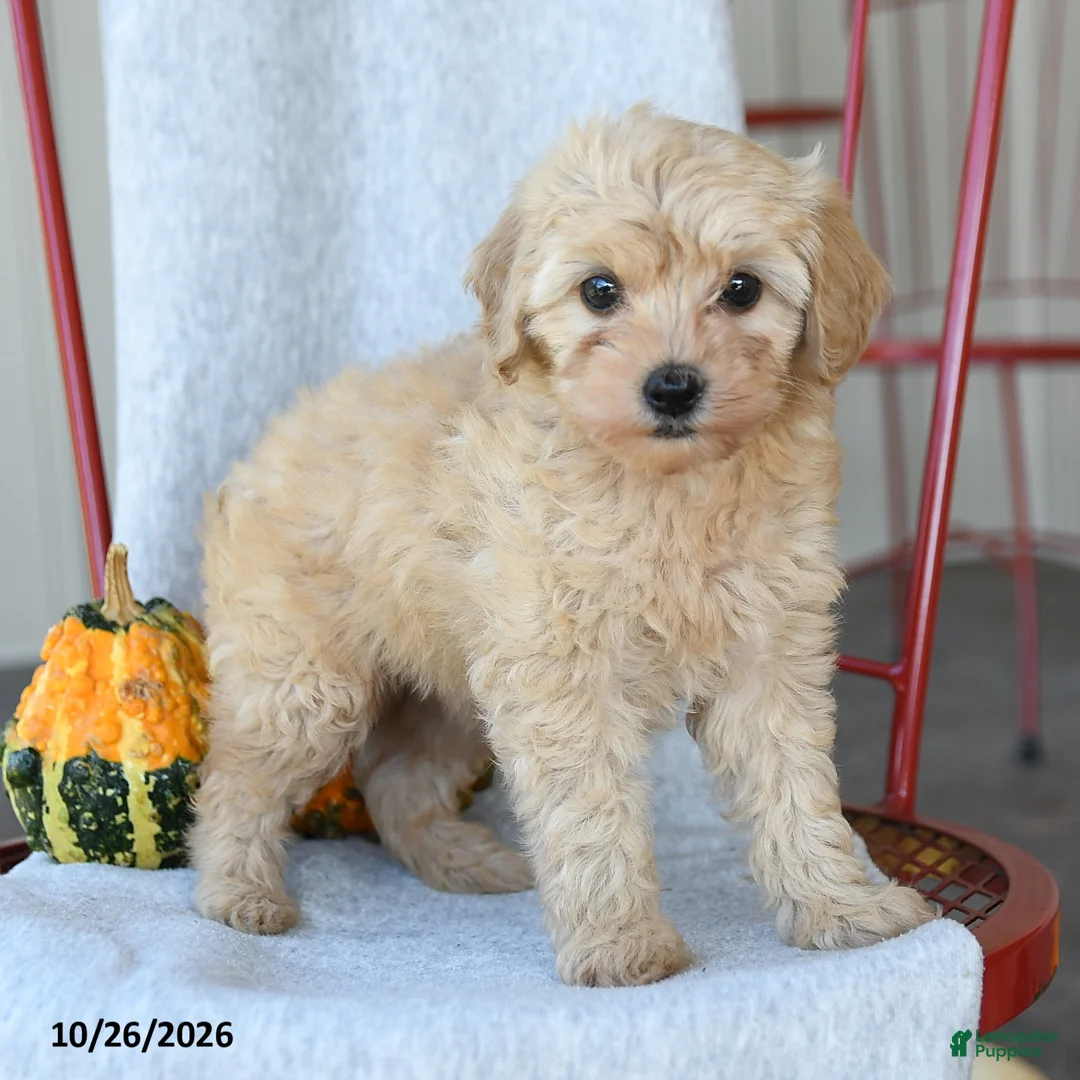 Cockapoo dogs for sale: Daisy - Ad 2