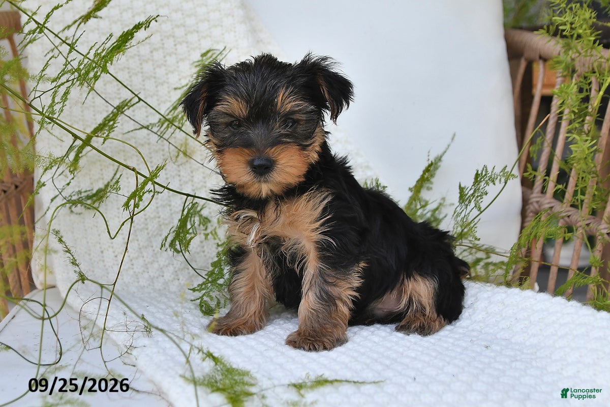 Yorkshire Terrier dogs Neo - Ad 2