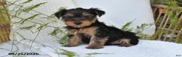 Yorkshire Terrier dogs for sale: Neo - Ad 2
