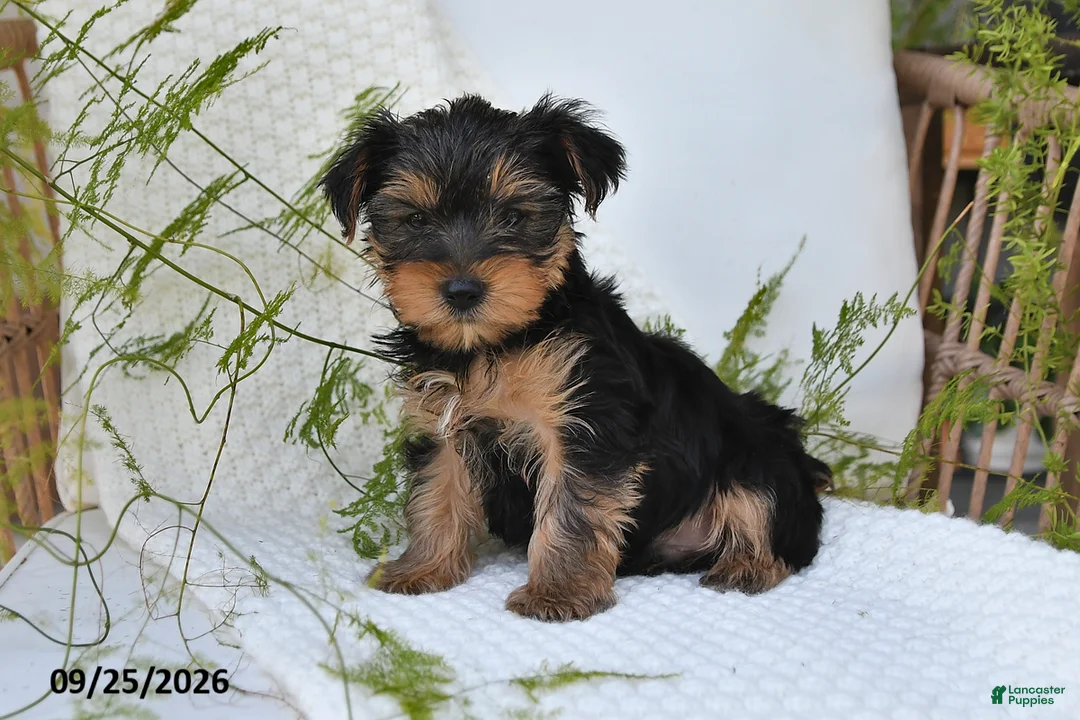 Yorkshire Terrier dogs for sale: Neo - Ad 2