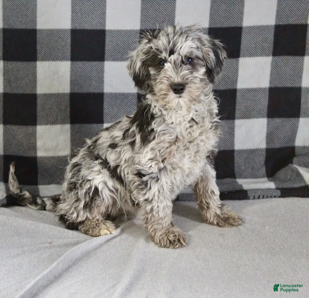 Mixed Breed dogs for sale: Raven - Ad 2