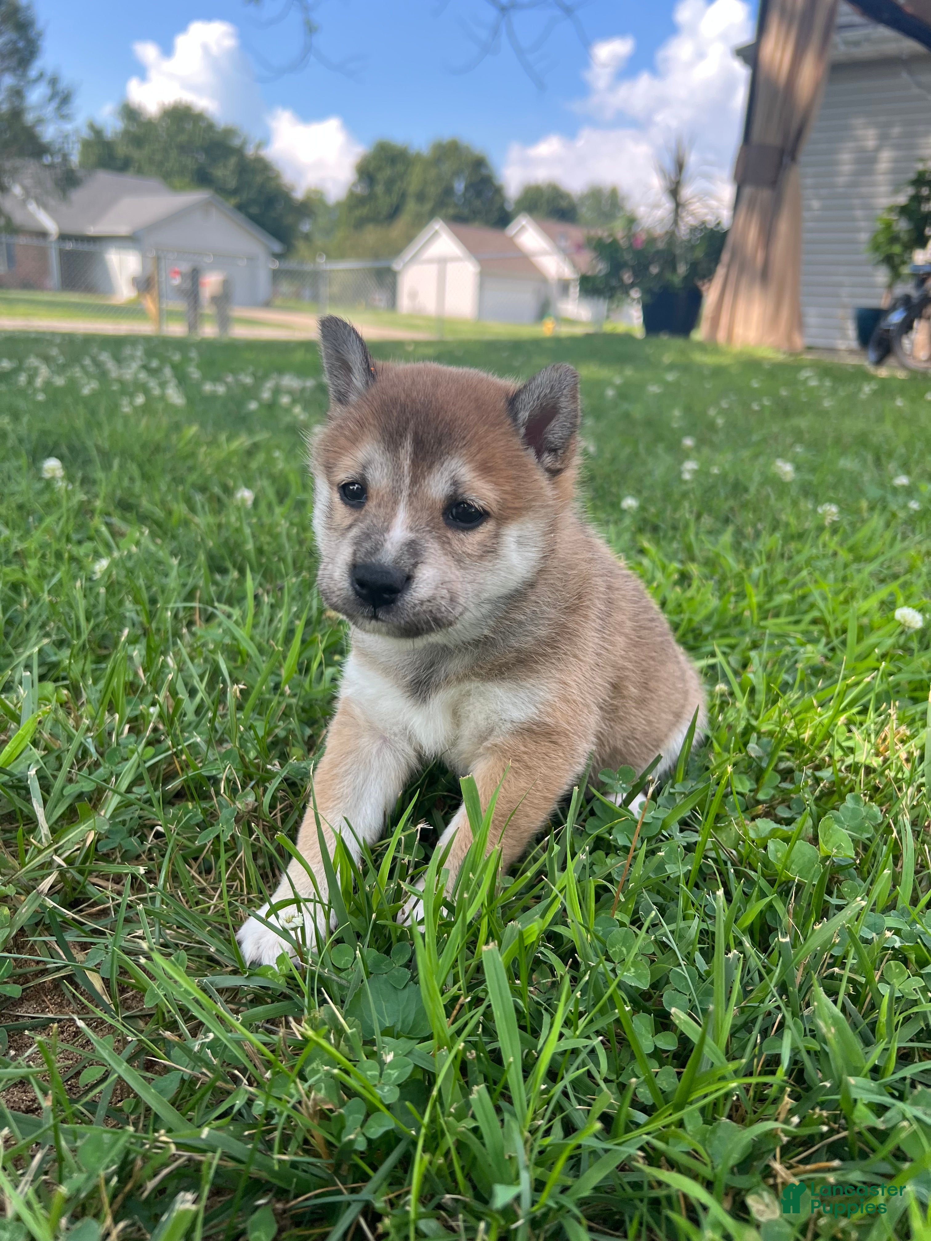 Shiba Inu dogs Mochi - Ad 26