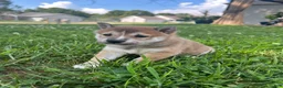 Shiba Inu dogs for sale: Mochi - Ad 1