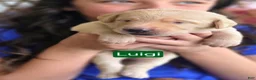 Labrador Retriever dogs for sale: Luigi - Ad 11
