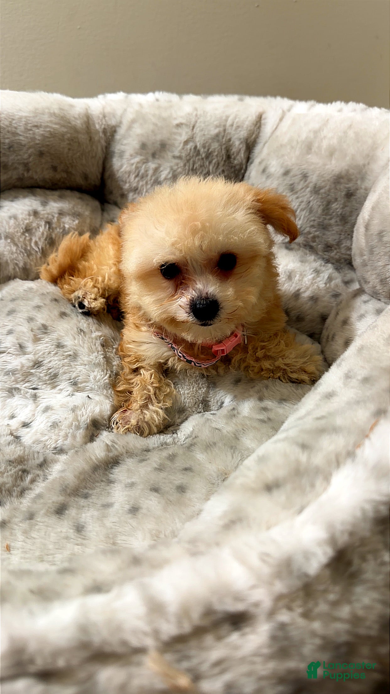 Maltipoo dogs for sale: Tiny sage  - Ad 4