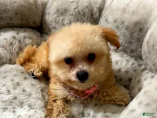 Maltipoo dogs Tiny sage - Ad 30