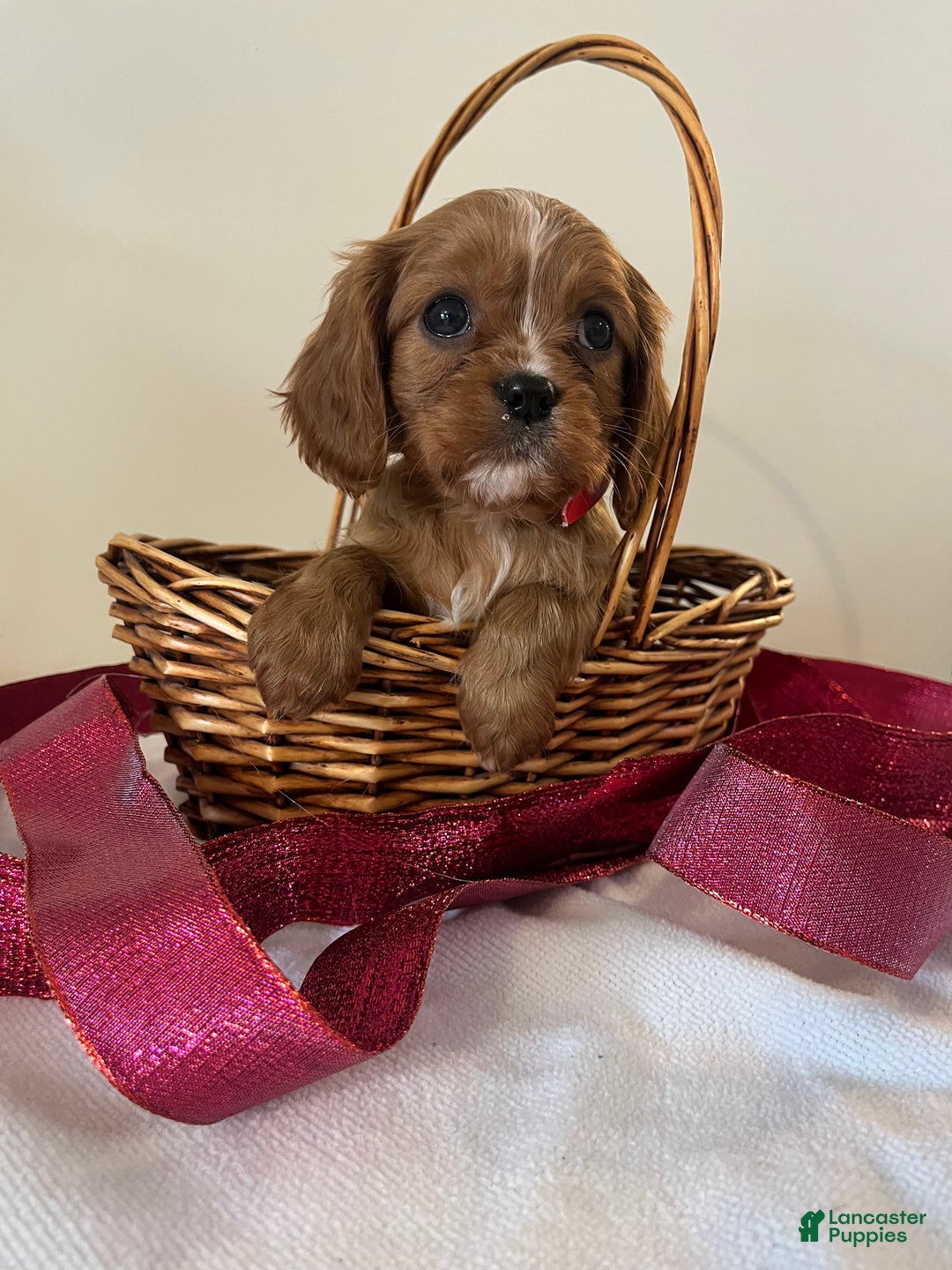 Cavalier King Charles Spaniel dogs for sale: Selina - Ad 3