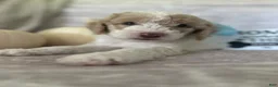 Goldendoodle dogs for sale: Jade 🩵 - Ad 2