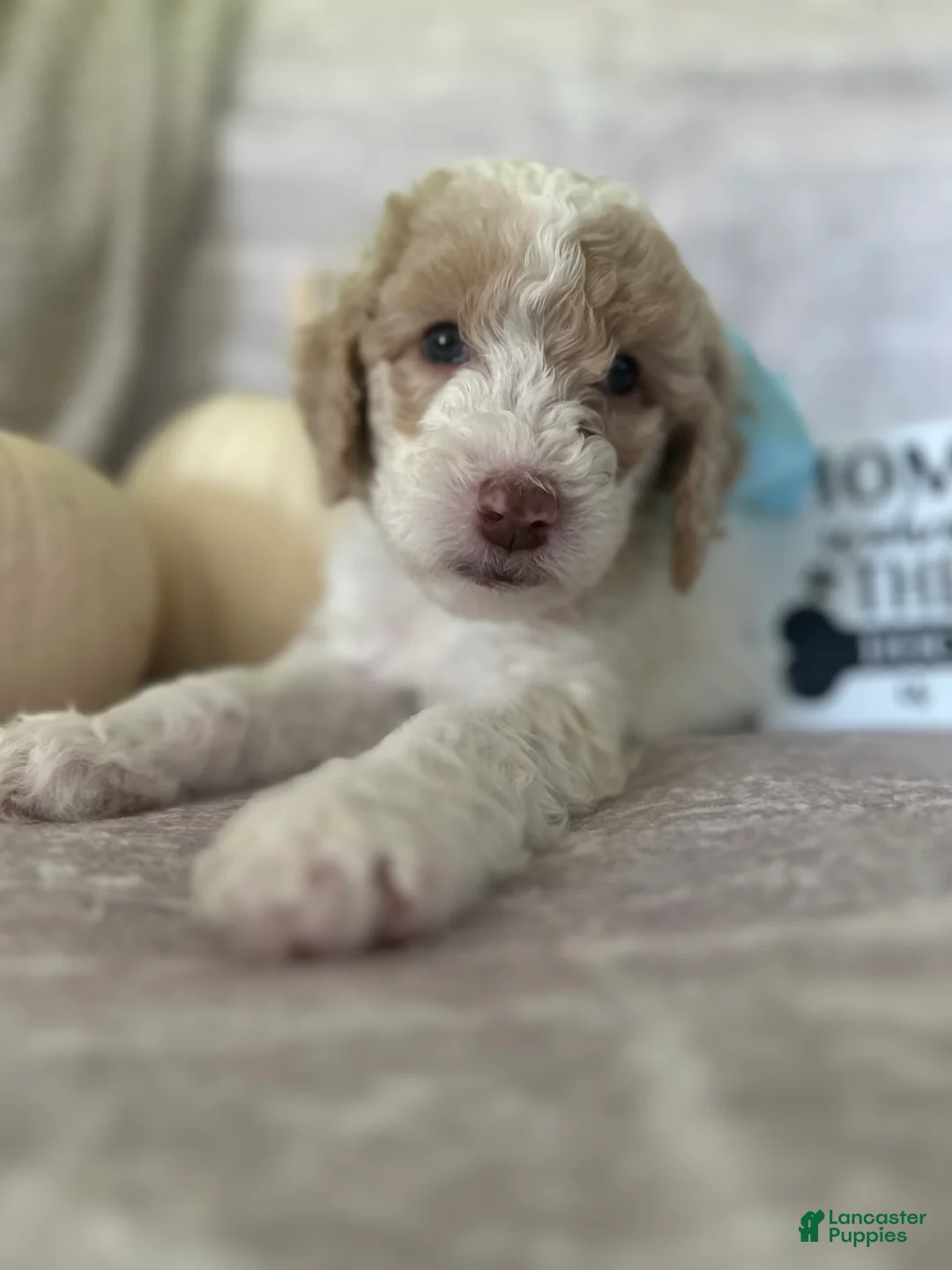 Goldendoodle dogs for sale: Jade 🩵 - Ad 2
