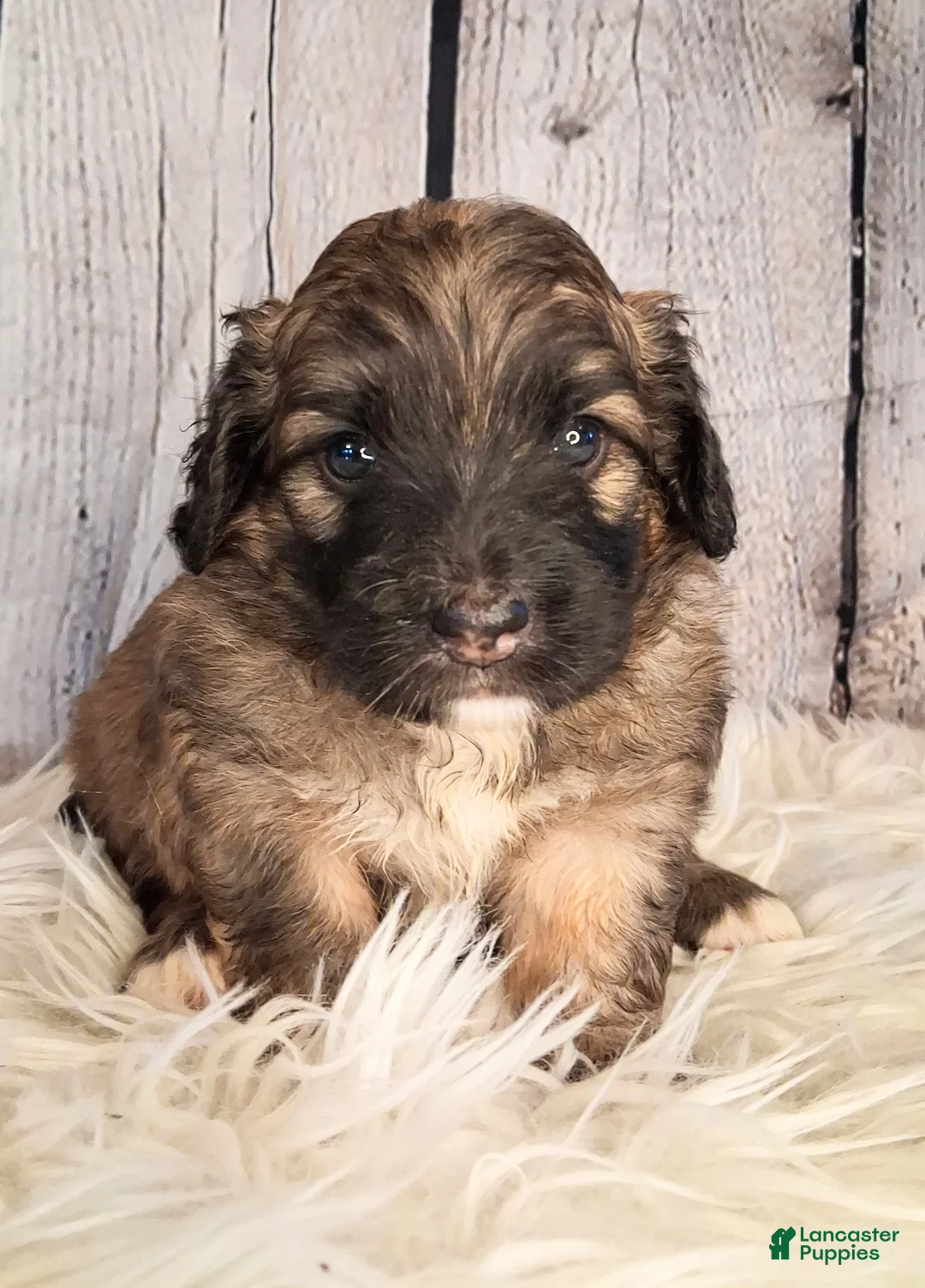 Saint Berdoodles dogs for sale: Sergeant Stubs - Mini Saint Berdoodle - Ad 2