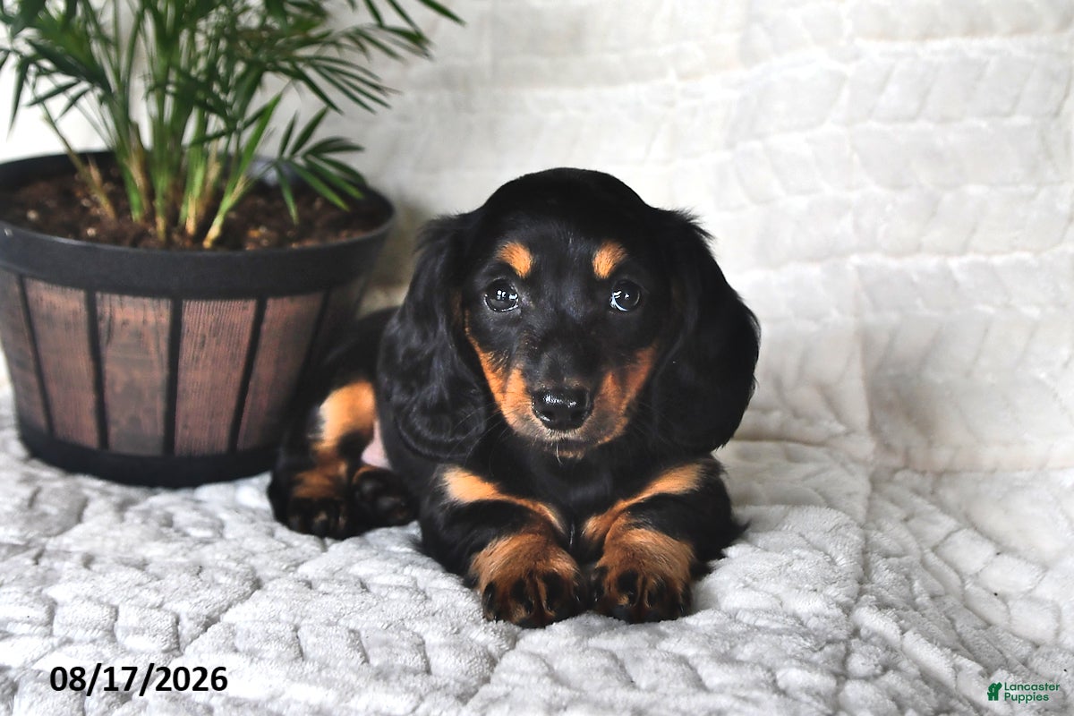 Miniature Dachshund dogs Daisy - Ad 1