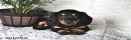 Miniature Dachshund dogs for sale: Daisy - Ad 1
