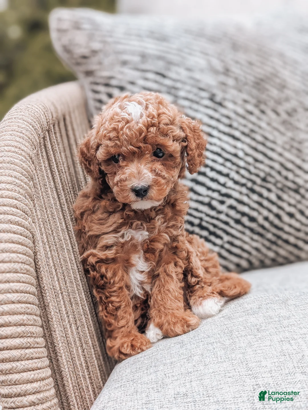 Miniature Poodle dogs for sale: Charlie  - Ad 1