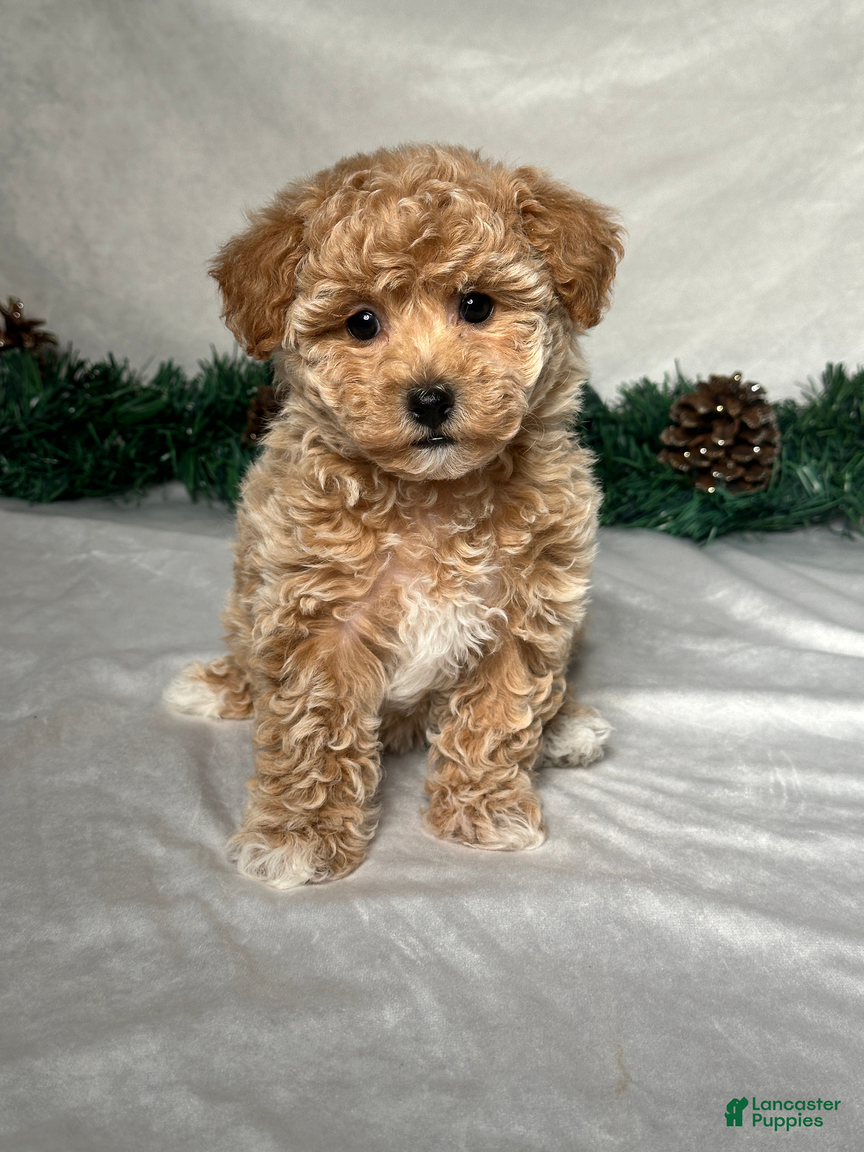 Bichpoo dogs Sara - Ad 38