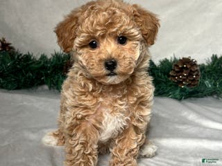 Bichpoo dogs Sara - Ad 38