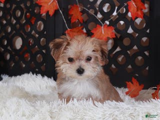 Yochon dogs Blondie - Ad 1