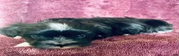 Havanese dogs for sale: Oreo - Ad 6