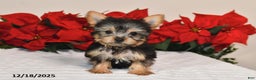 Yorkshire Terrier dogs for sale: Haley - Ad 2