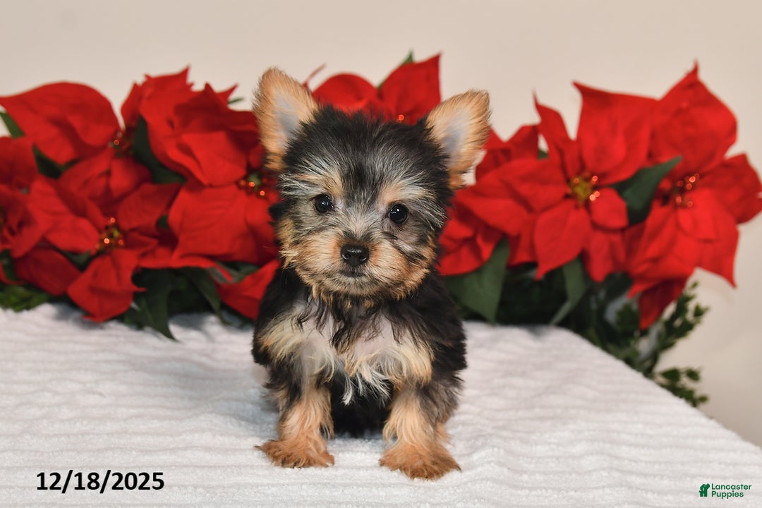 Yorkshire Terrier dogs for sale: Haley - Ad 2