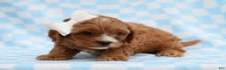 Cavapoo dogs for sale: Parker Cavapoo Puppy - Ad 3