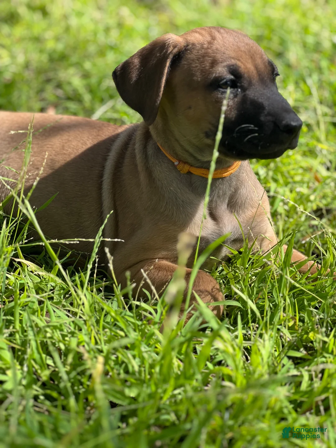 Mixed Breed dogs for sale: Brownie  - Ad 2