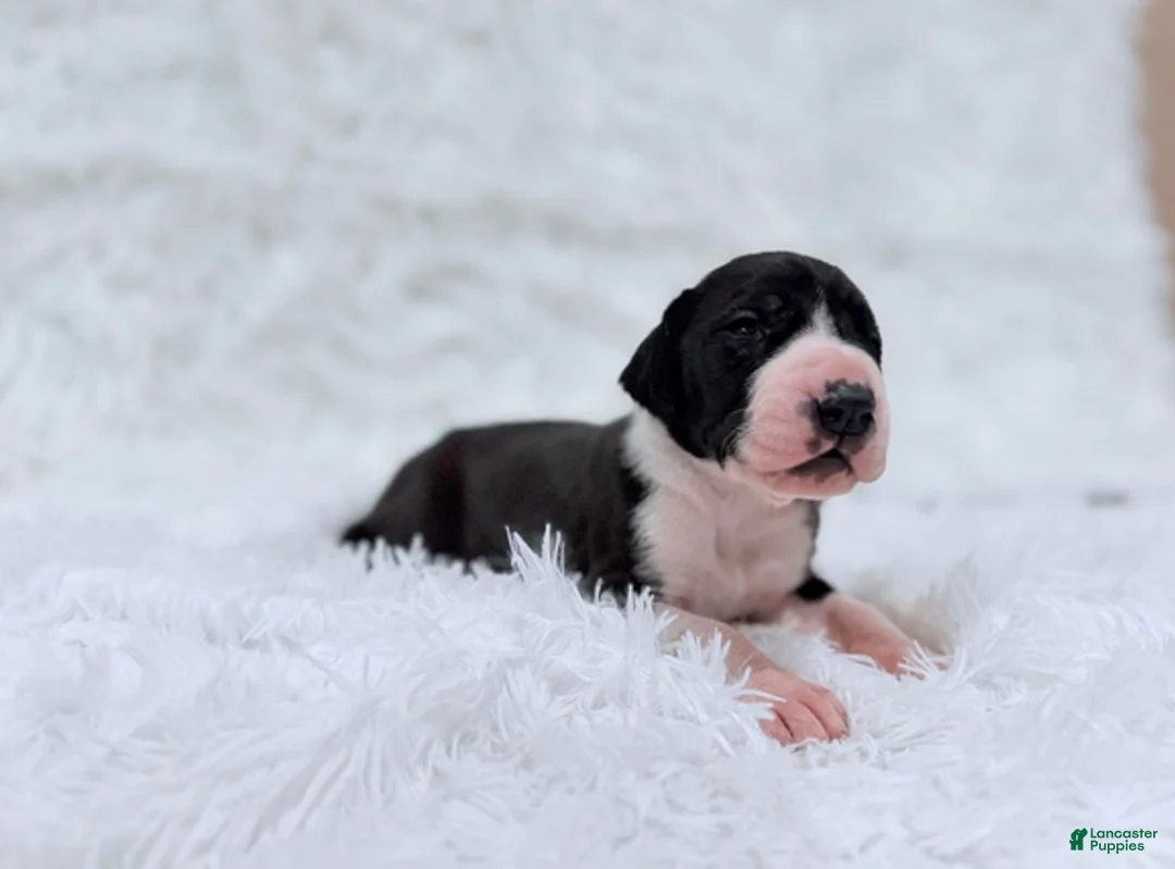 Great Dane dogs for sale: Ginny Weasley - Ad 10