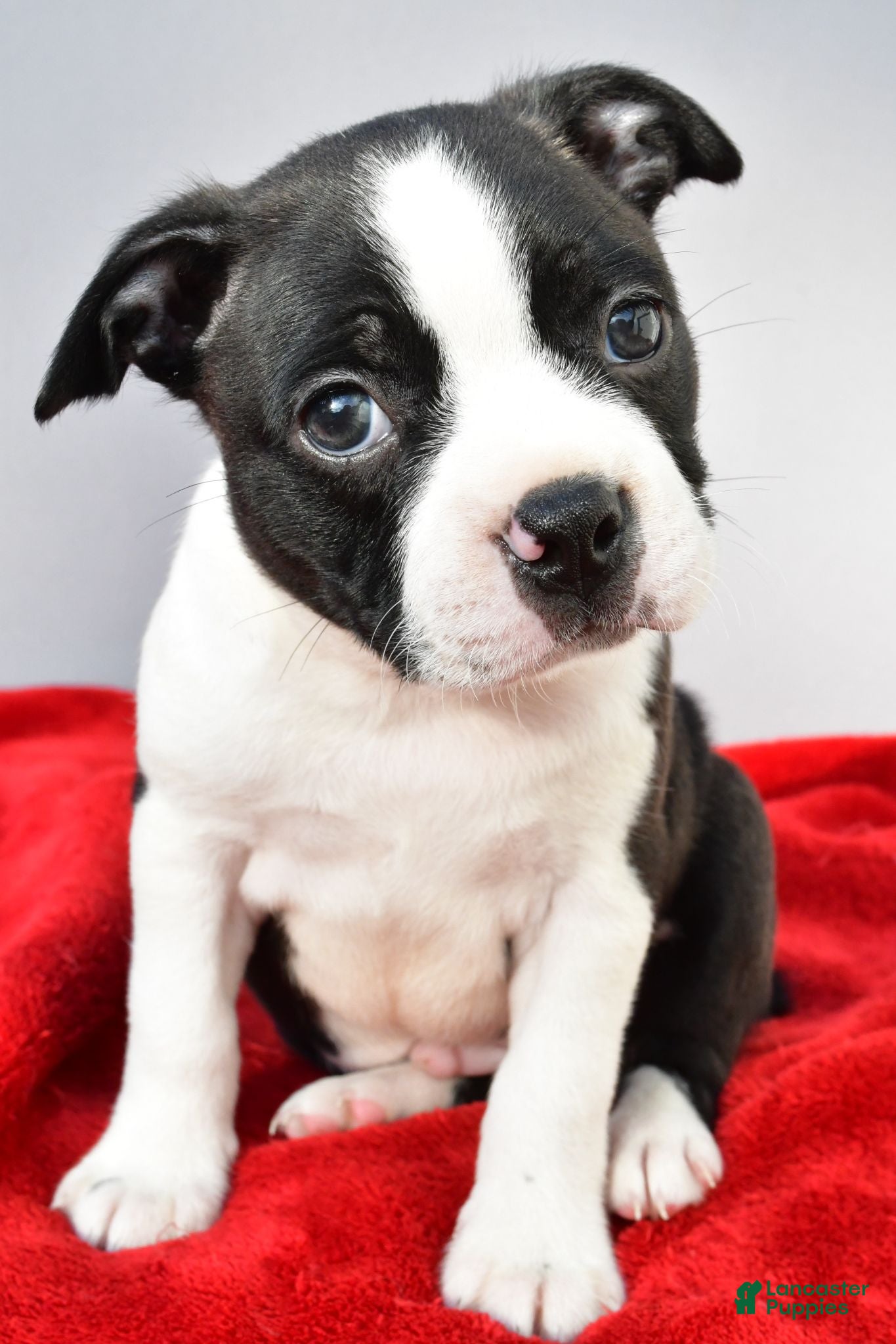 Boston Terrier dogs for sale: Kobe - Ad 2