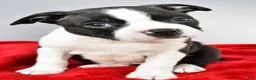 Boston Terrier dogs for sale: Kobe - Ad 1