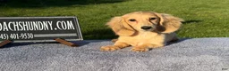 Miniature Dachshund dogs for sale: Cream - Ad 1