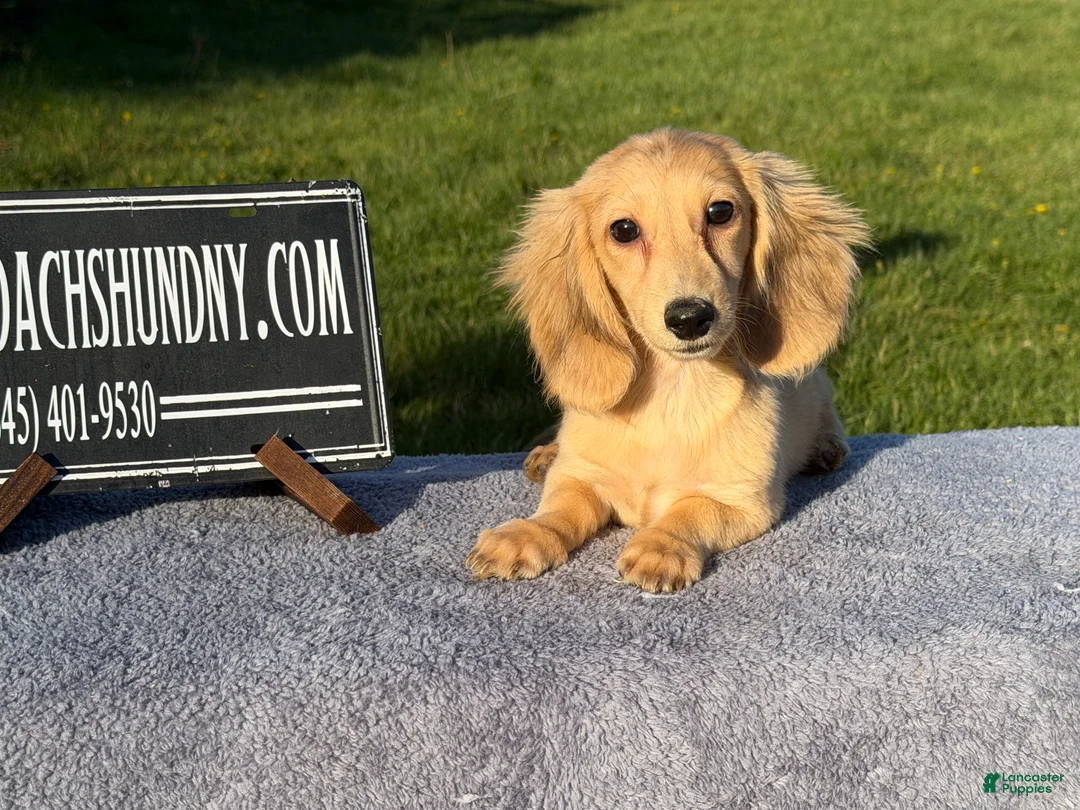 Miniature Dachshund dogs for sale: Cream - Ad 1