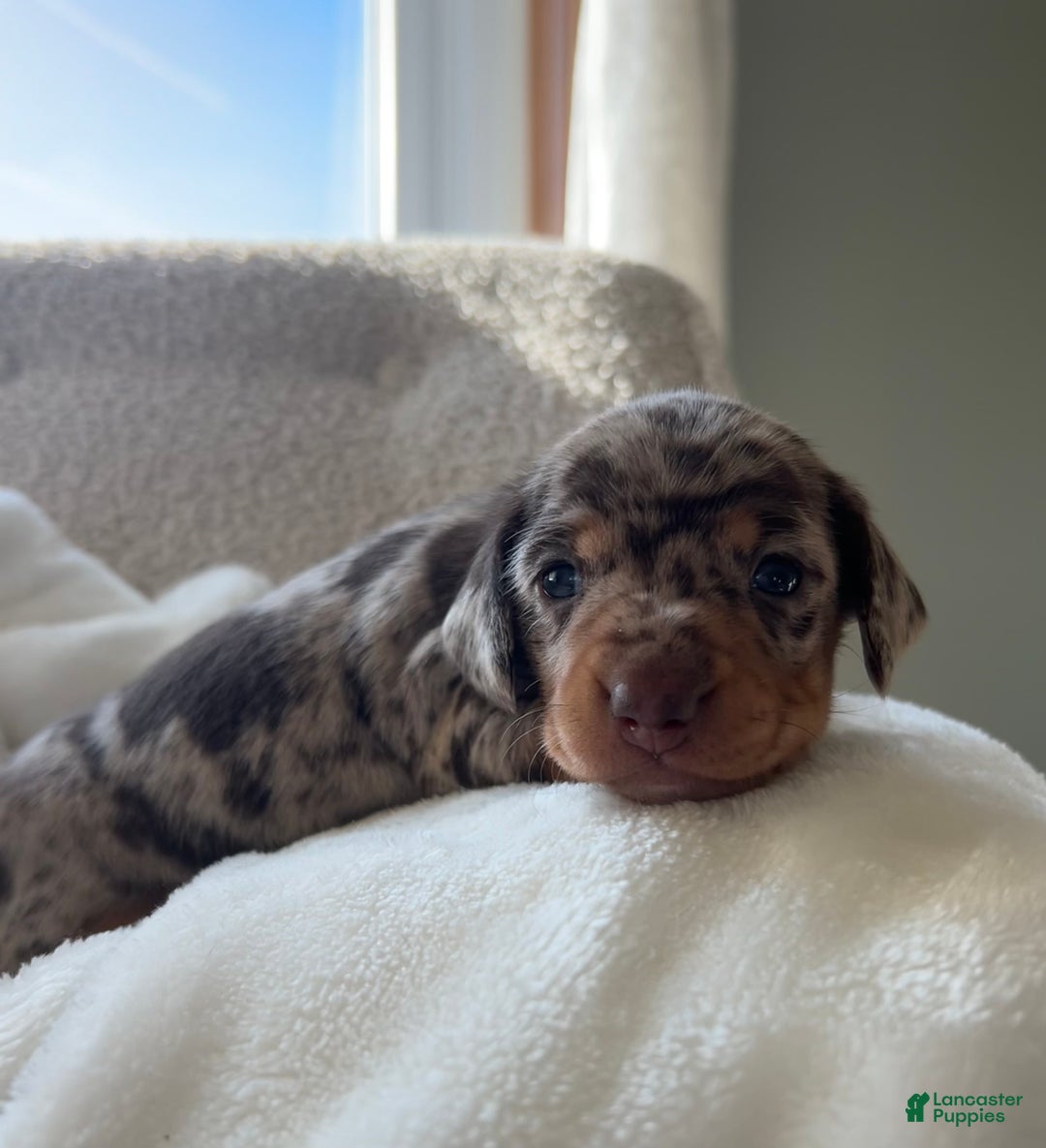 Miniature Dachshund dogs for sale: Roxy - Ad 12