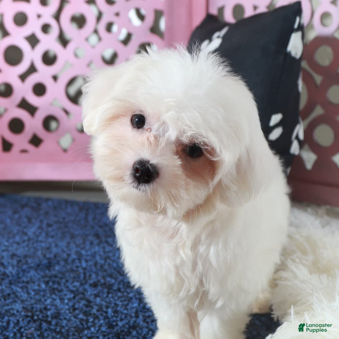 Maltese dogs for sale: Dove - Ad 3
