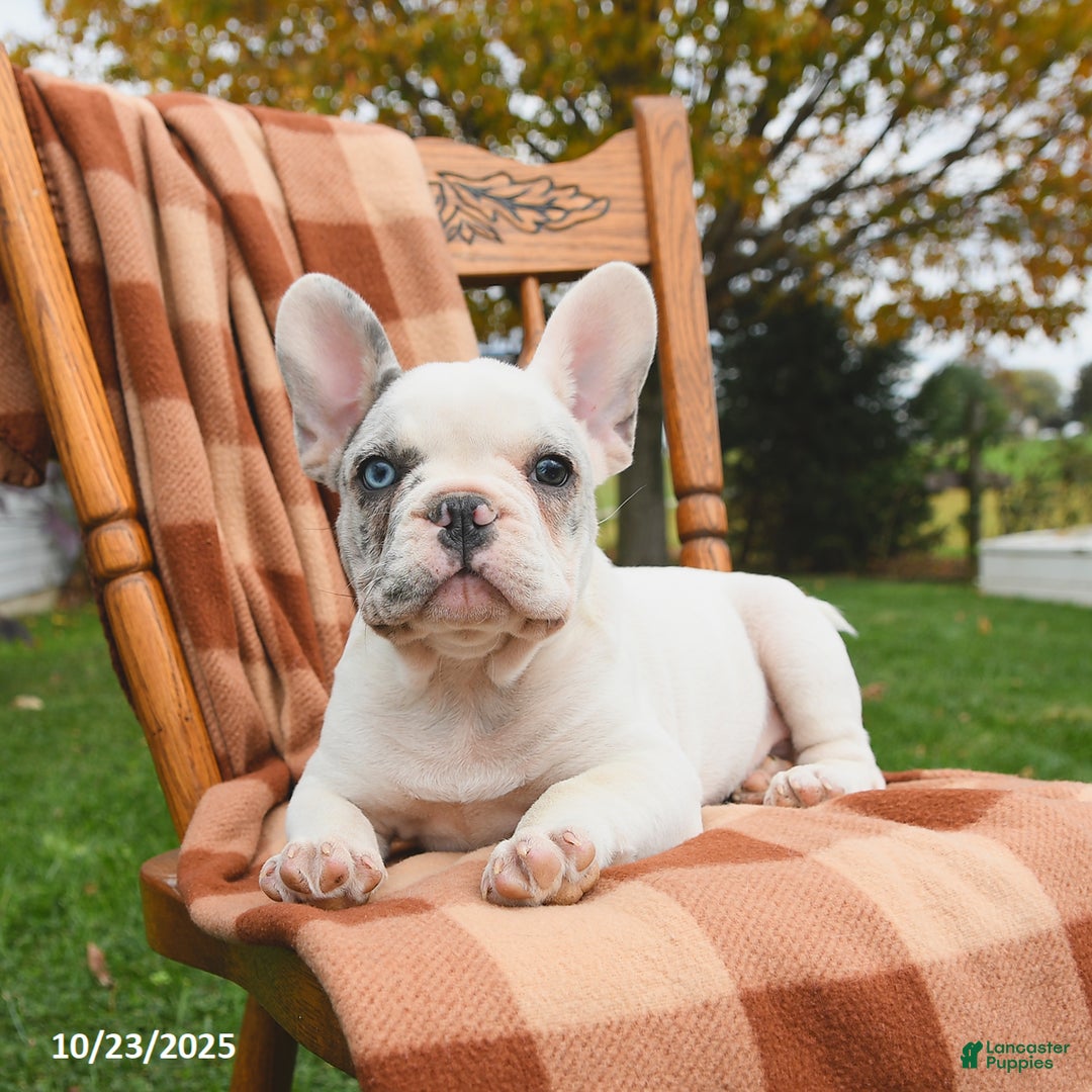 French Bulldog dogs for sale: Smokey - Ad 3