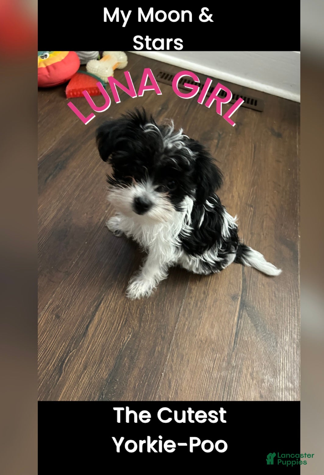 Yorkiepoo dogs TOY Size Luna - Ad 2