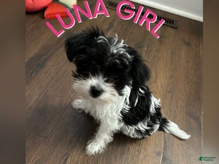 Yorkiepoo dogs TOY Size Luna - Ad 38