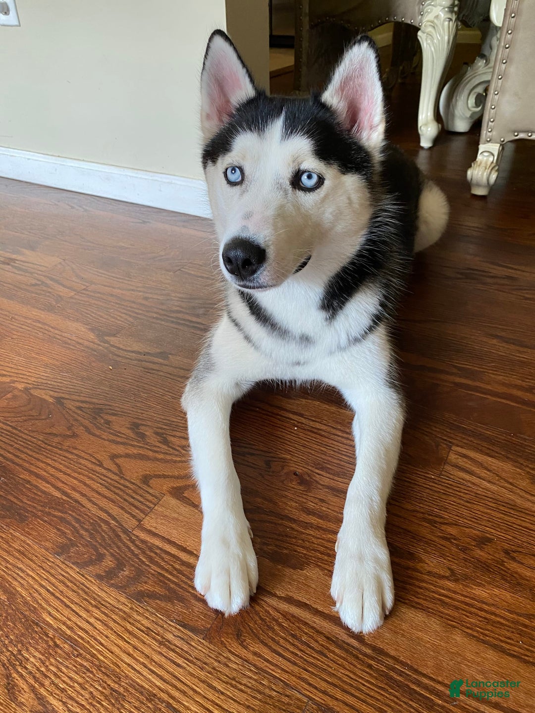 Gallery Image {{count}}