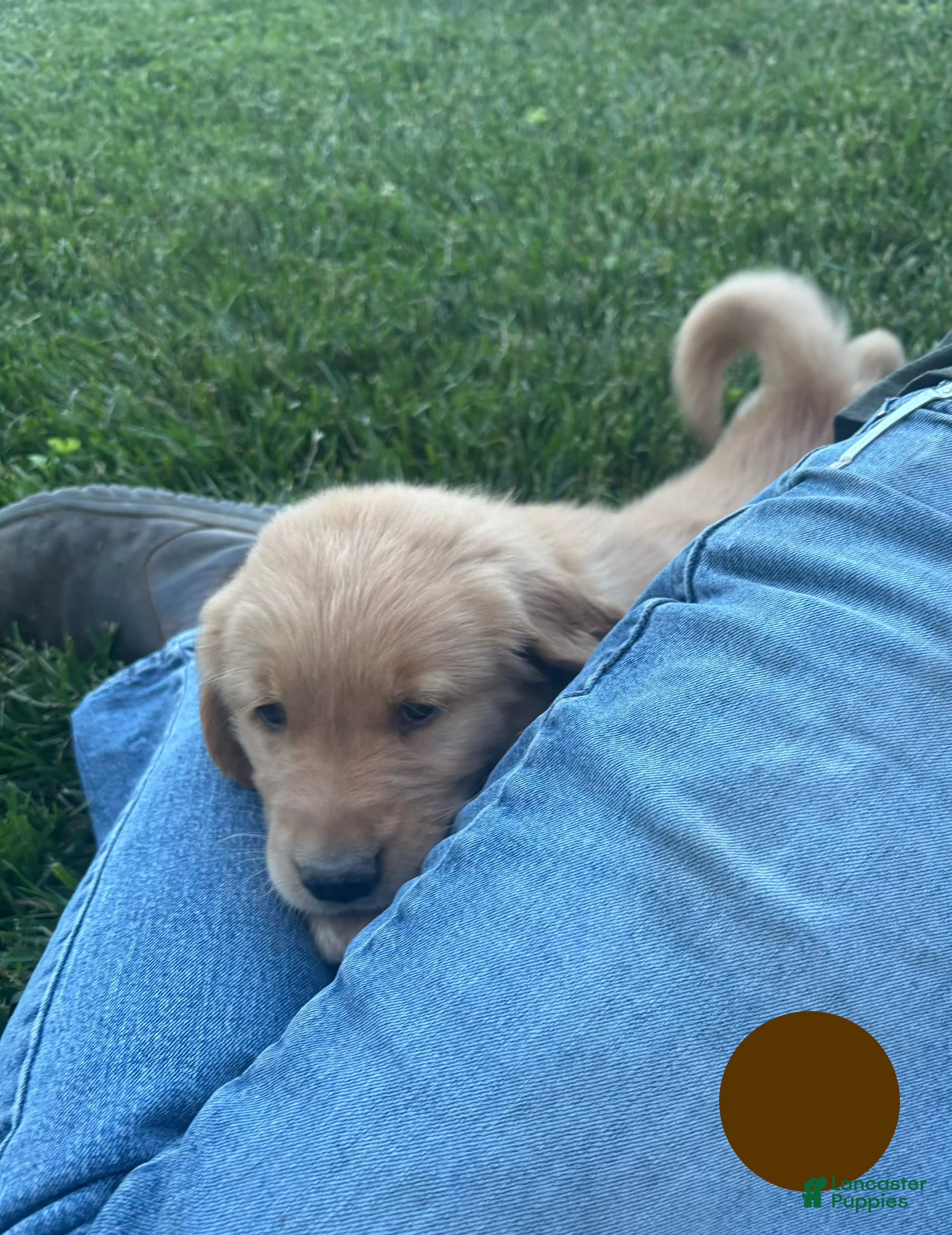 Golden Retriever dogs for sale: Brady - Ad 3